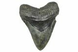 Fossil Megalodon Tooth - South Carolina #371768-1